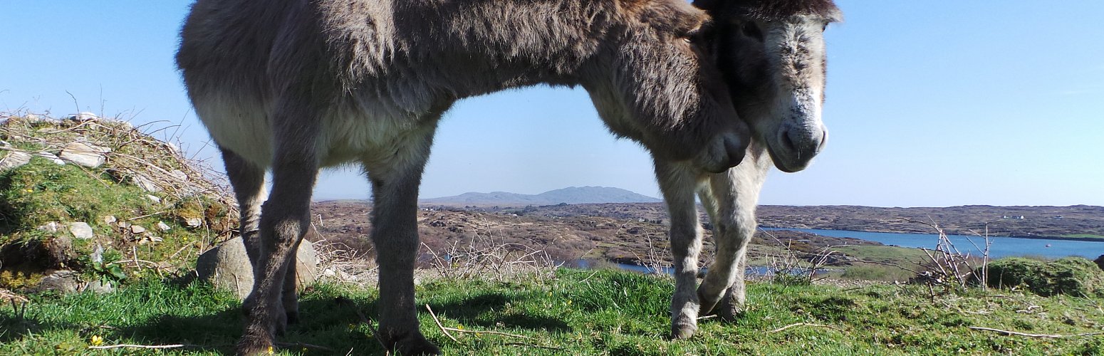 Friendly Irish Donkeys